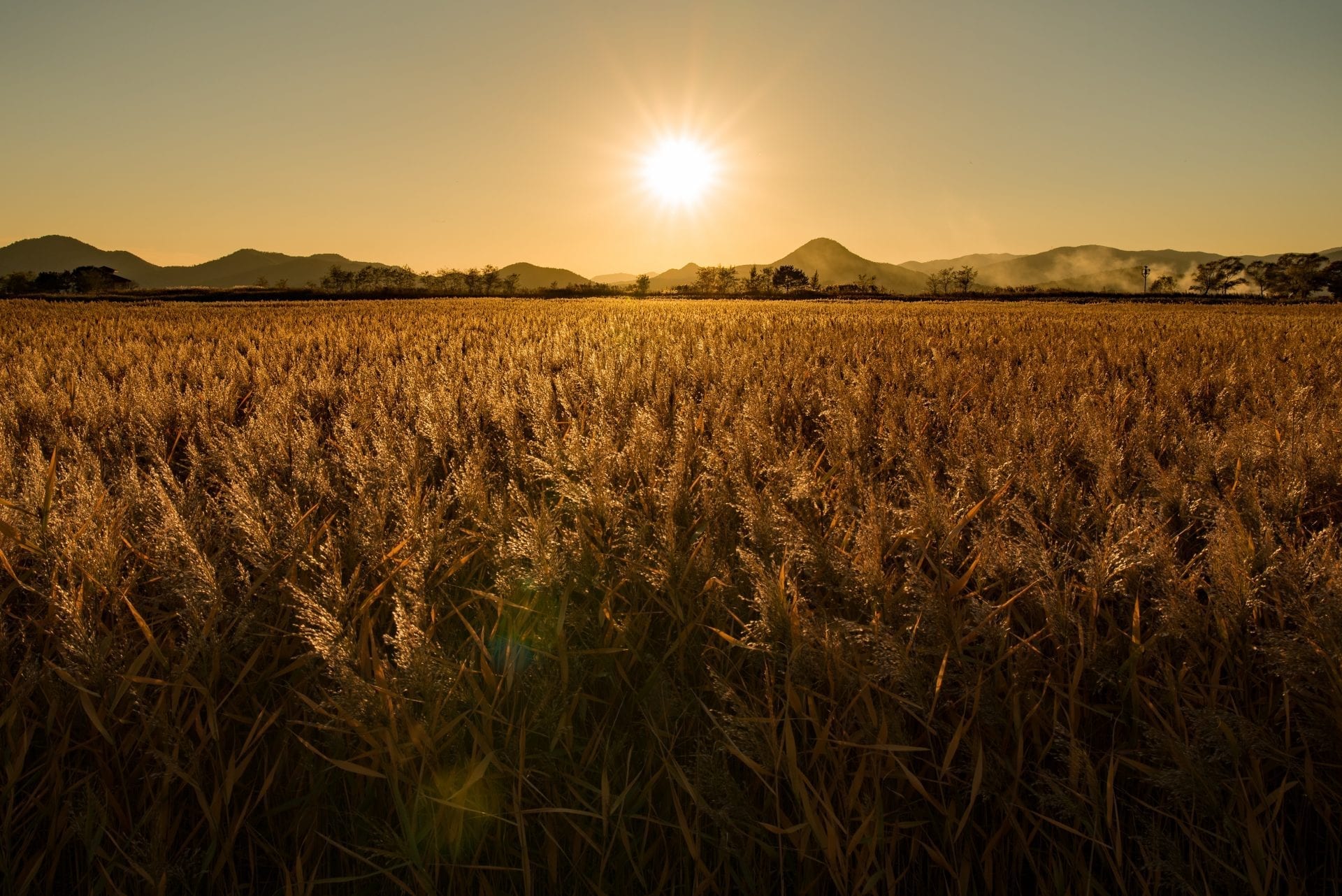 Kvalitné osivo, základný pilier budúcej úrody. Prečo výber nepodceniť?
