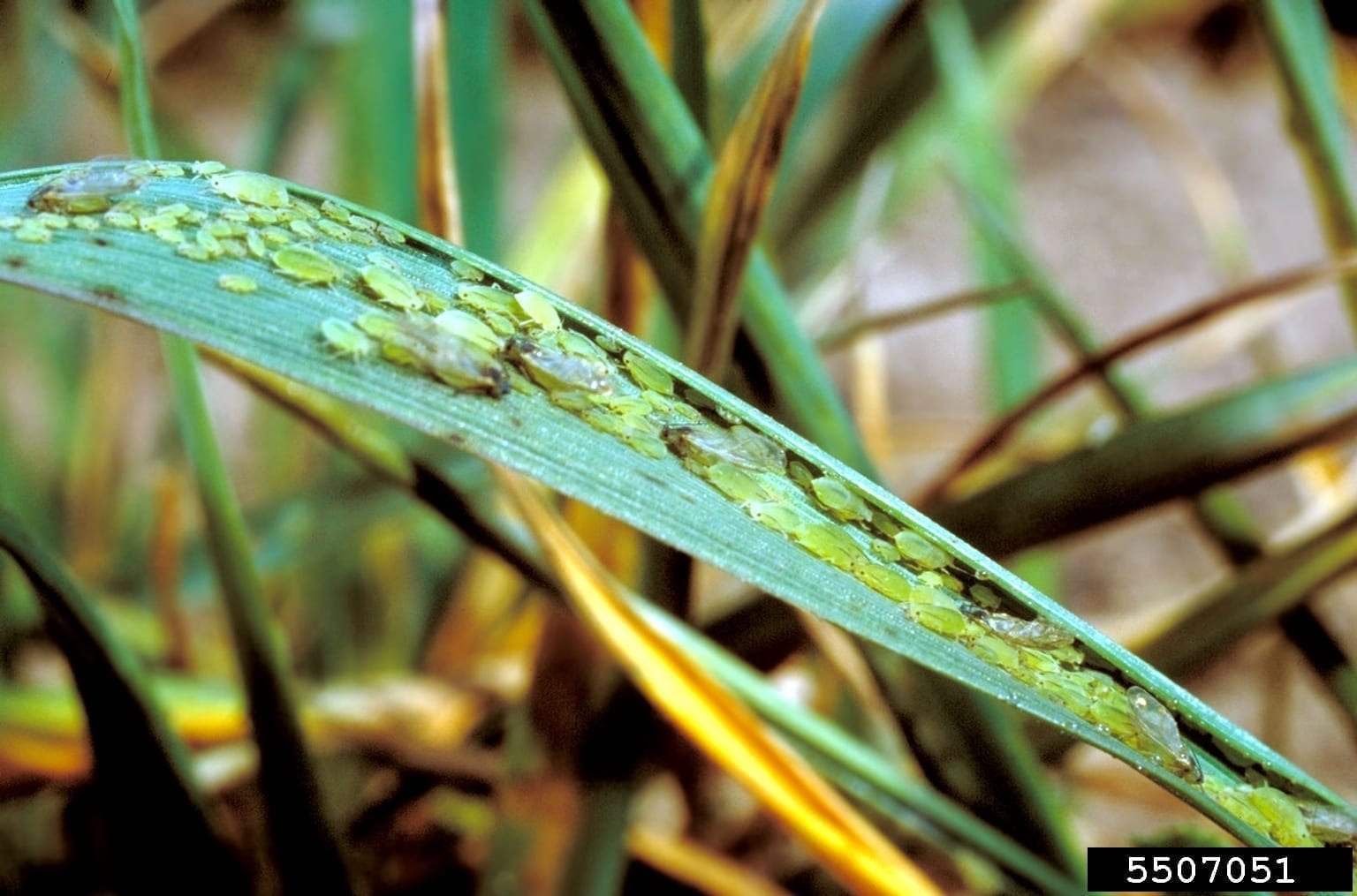 Správne ošetrenie osiva morením 