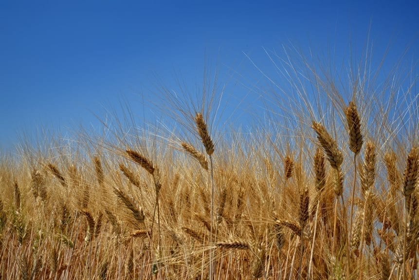 Tvrdá pšenica – náročná obilnina s veľkým potenciálom