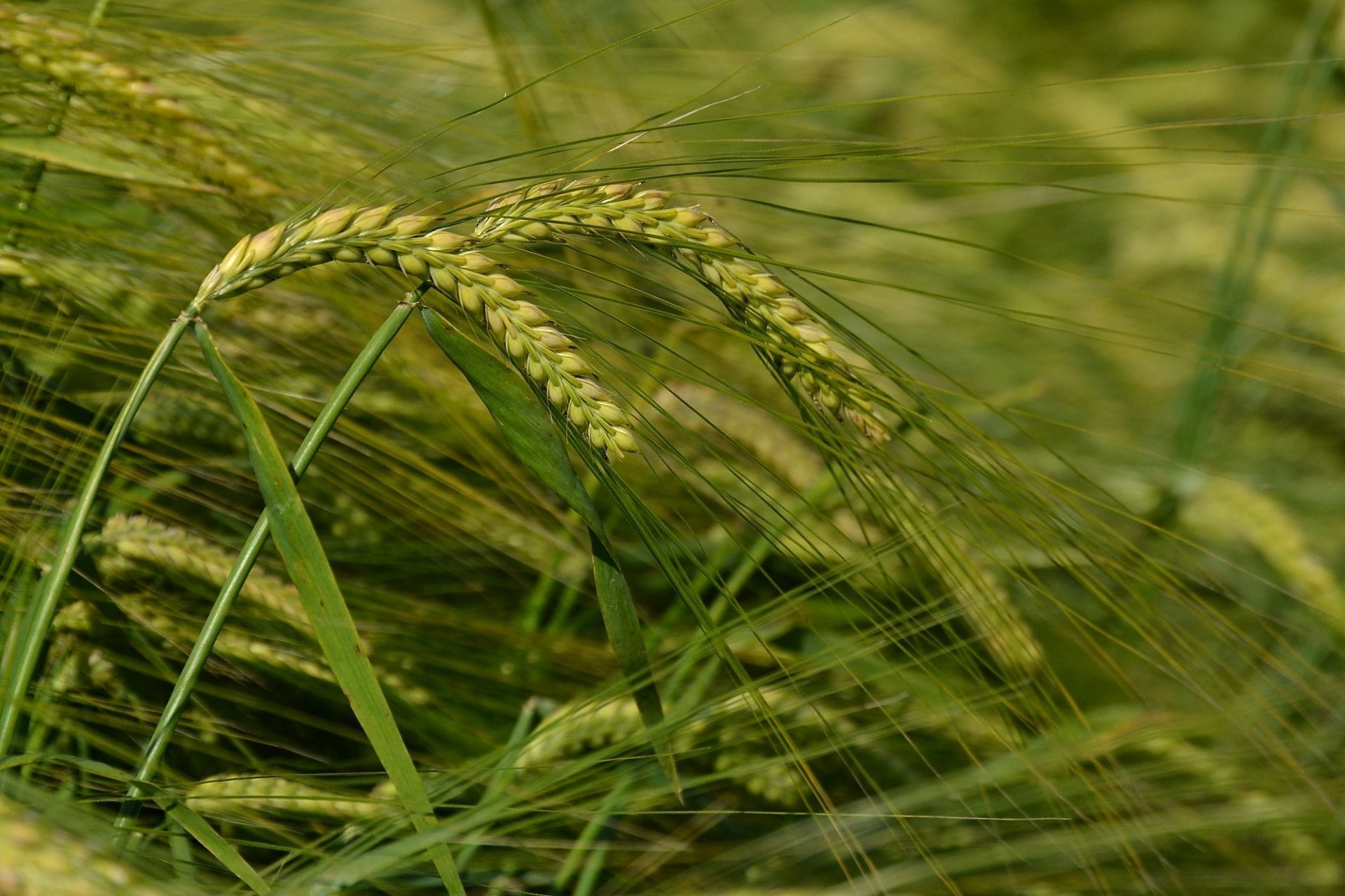Poľnohospodári prinášajú jar do jesene