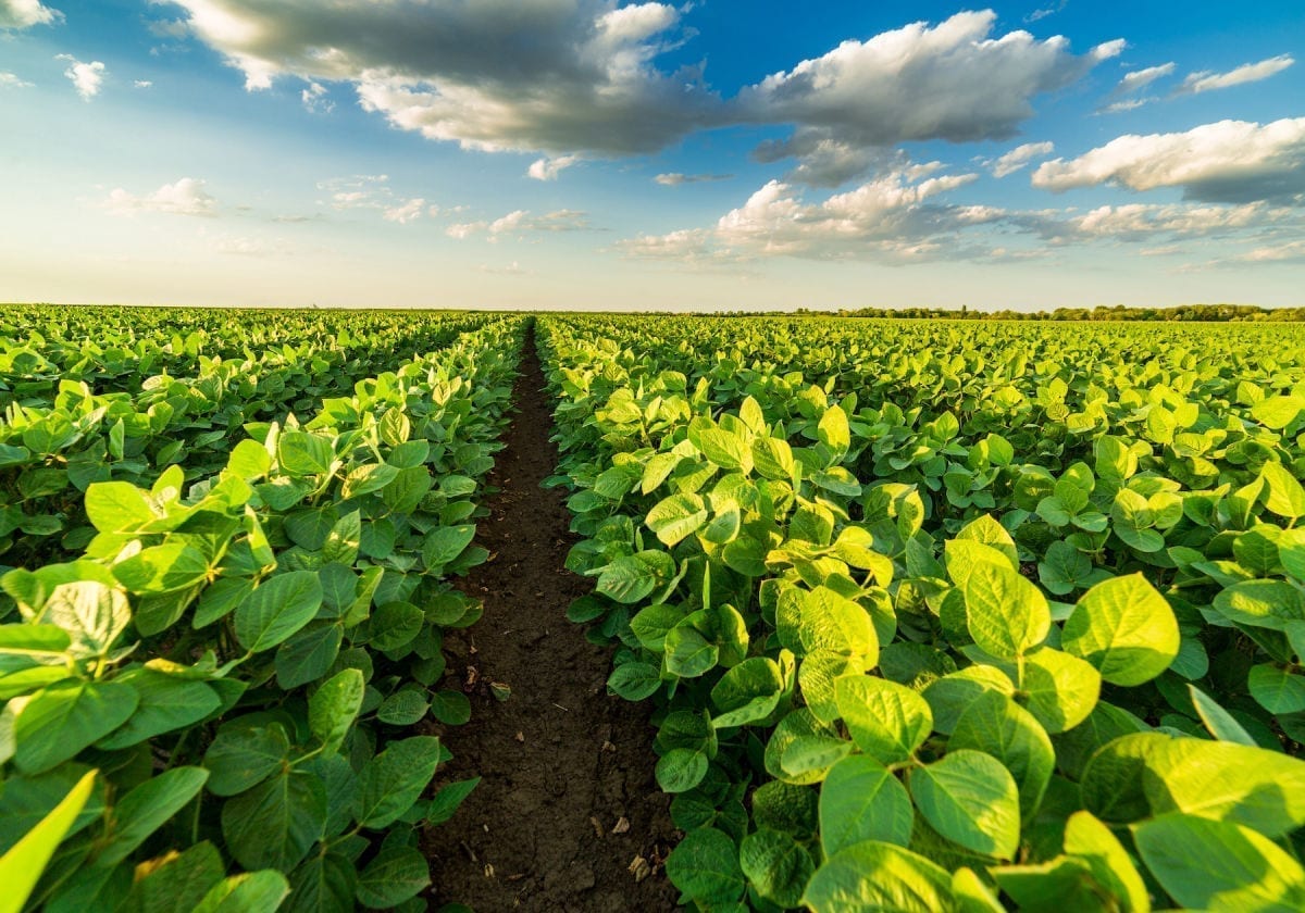 Pestovať bielkovinové plodiny sa oplatí 