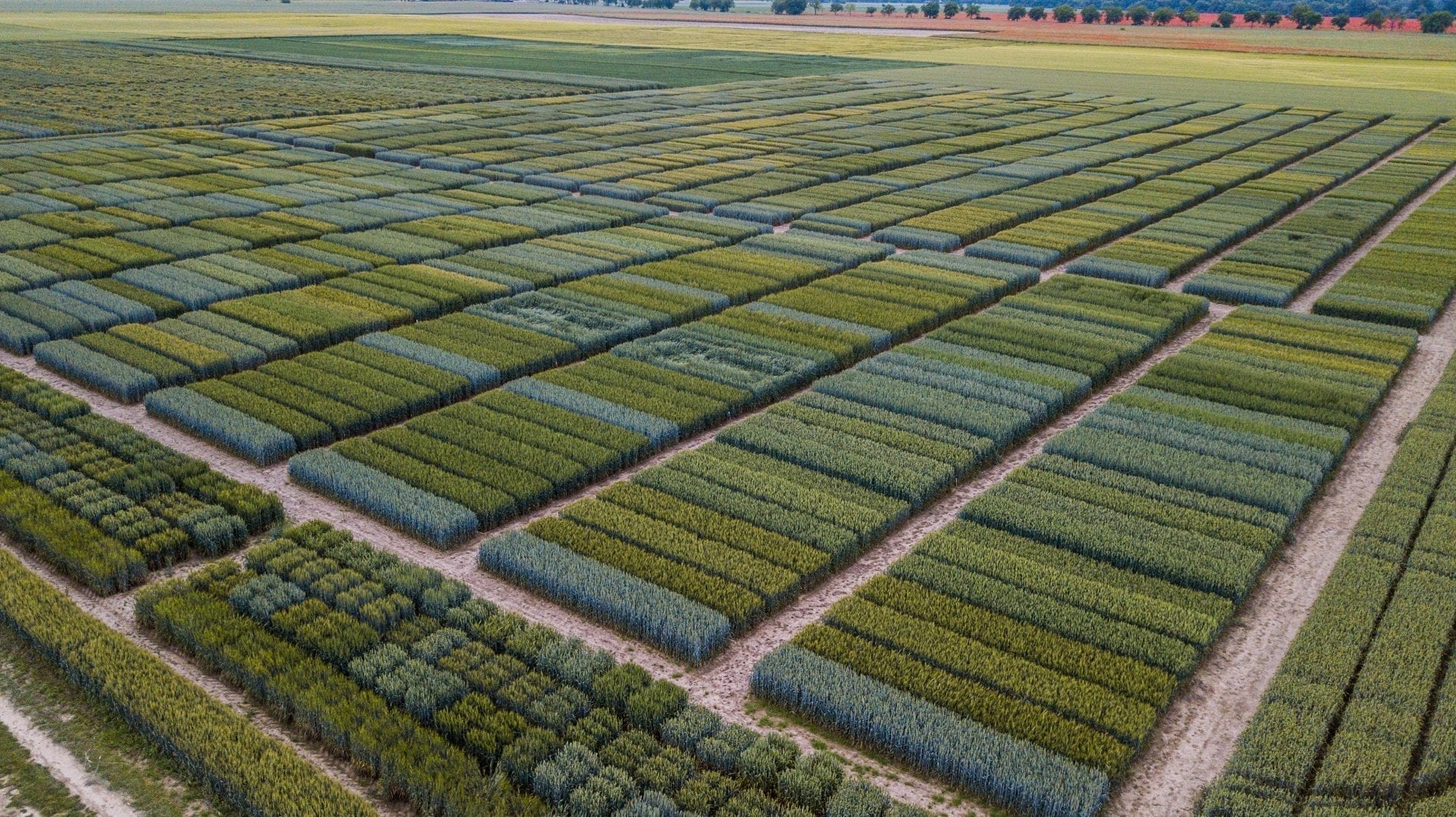 GMO rastliny sú skôr príležitosť než hrozba