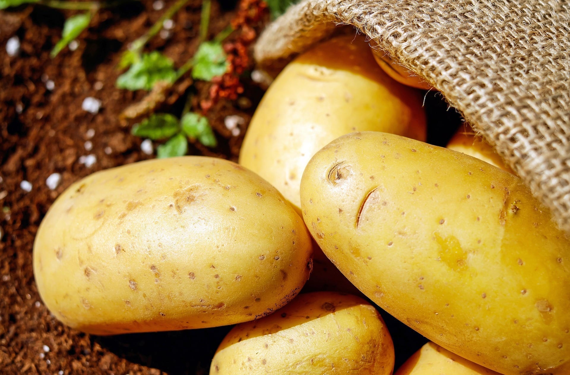 Pestovanie zemiakov v 10 krokoch 