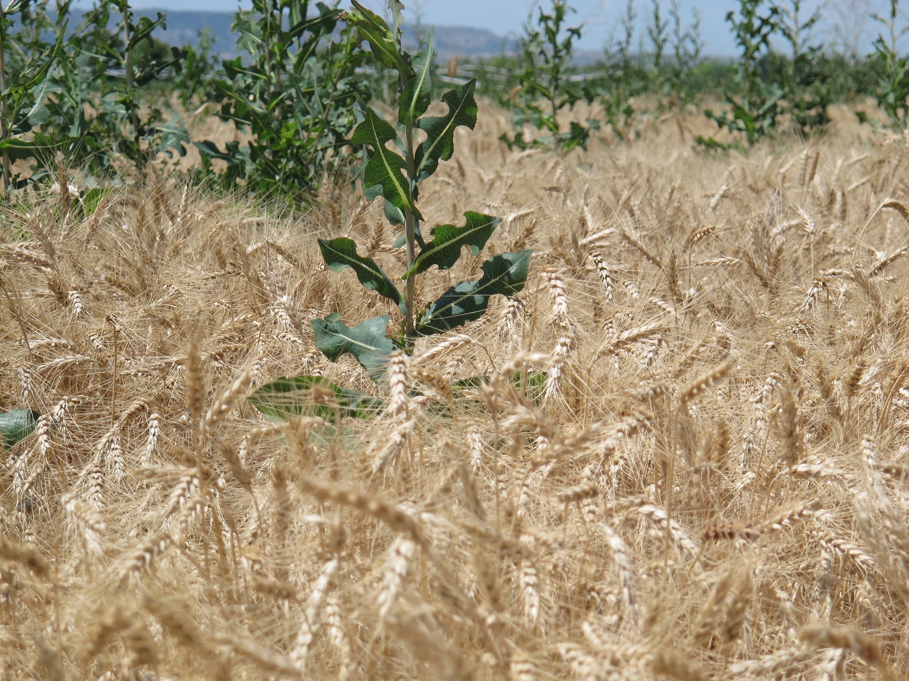 Aké je ideálne zastúpenie pšenice v osevnom postupe?
