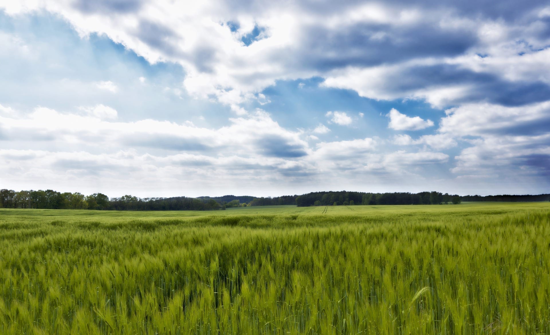 Znamená nárast plôch „comeback“ ozimného jačmeňa?