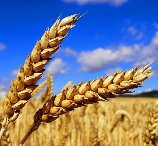 Hrach s pšenicou dokážu divy