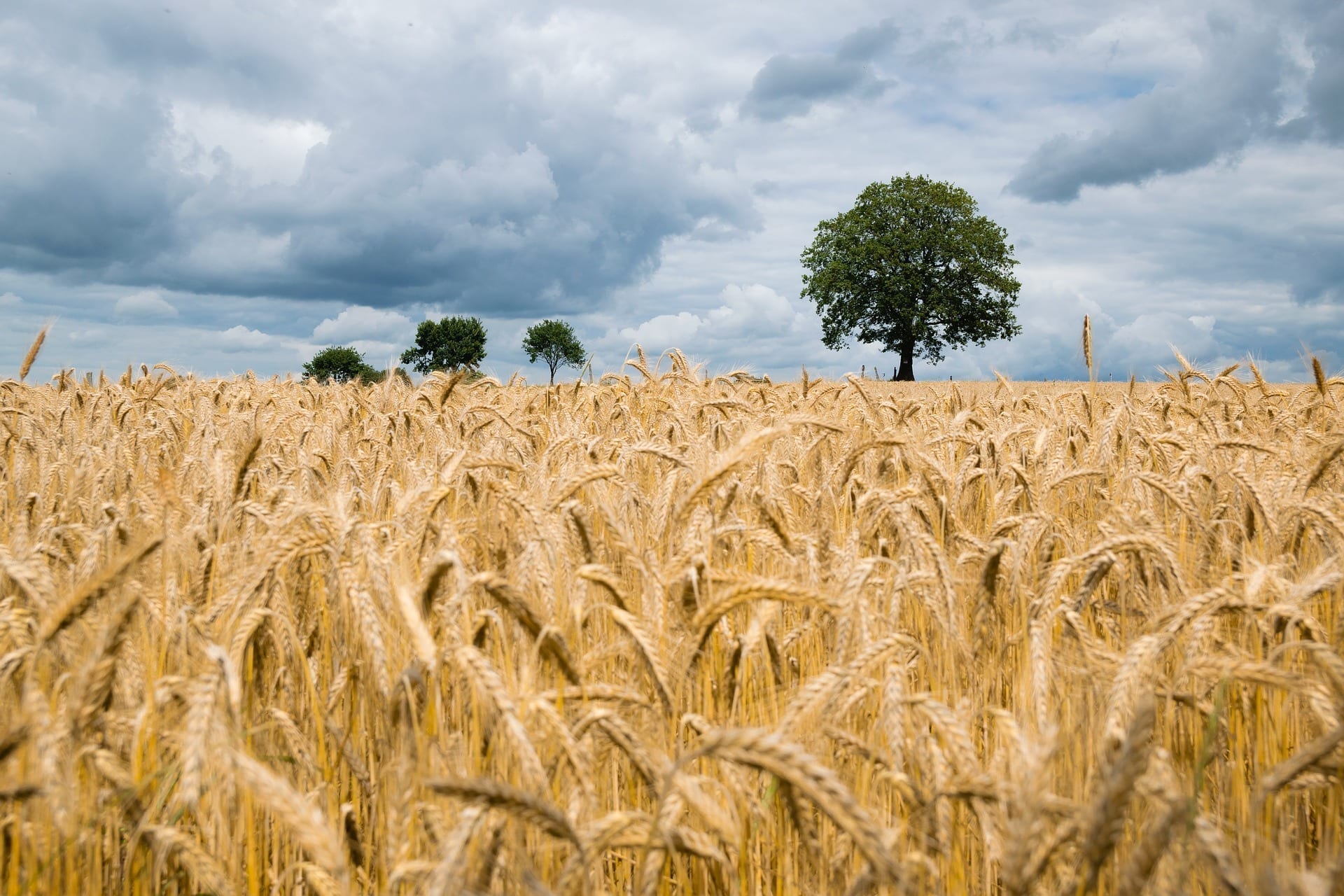 Vplyv zmeny klímy na úrodu a bielkovinovú skladbu pšenice