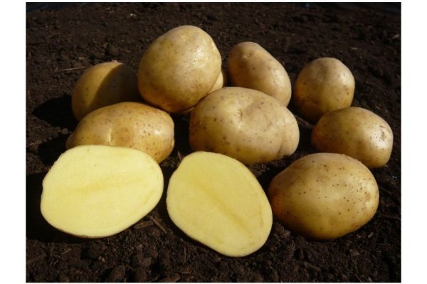 Odroda zemiakov Adela