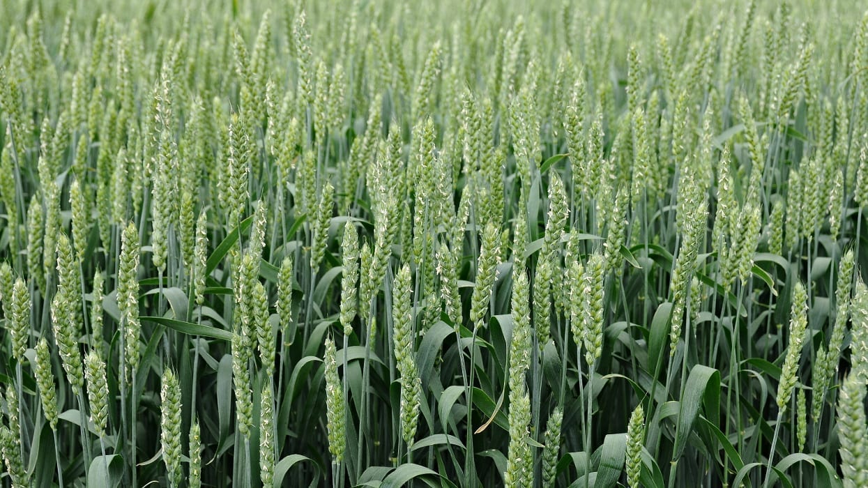 Pestovanie pšenice ozimnej z hľadiska výrobných nákladov