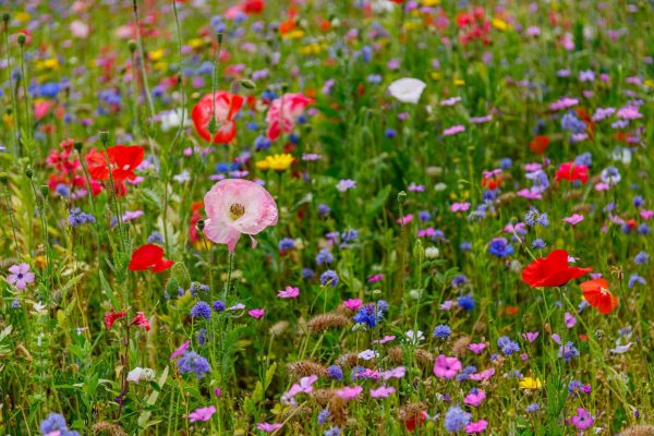 Multicolored,Flowering,Summer,Meadow,With,Red,Pink,Poppy,Flowers,,Blue